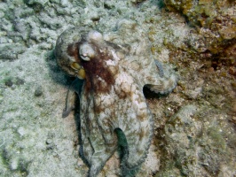 Caribbean Octopus IMG 7820